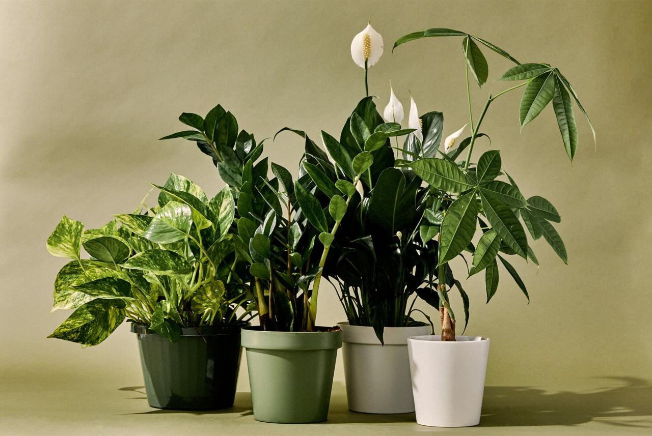 How to Use Common Houseplants to Create a Green Oasis Indoors