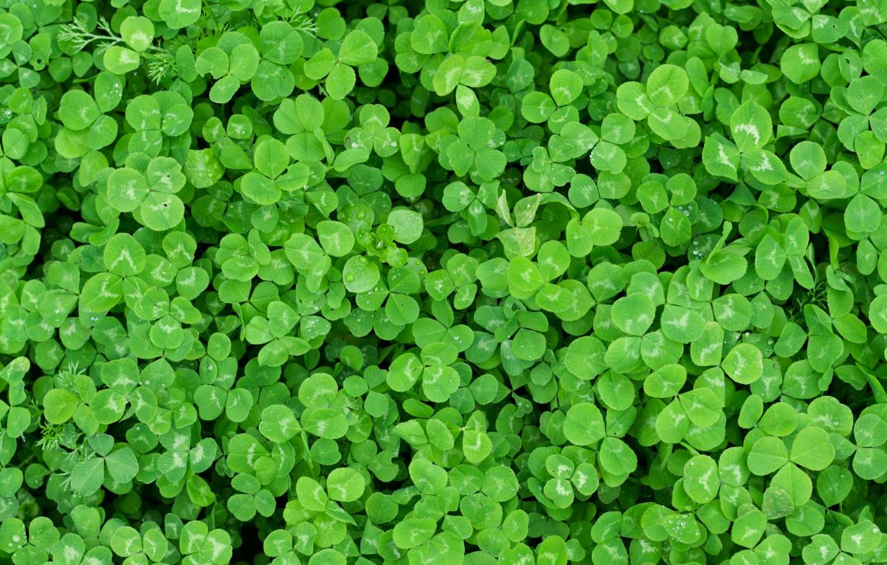 How to Achieve Maximum Luck by Growing Your Own Four Leaf Clover