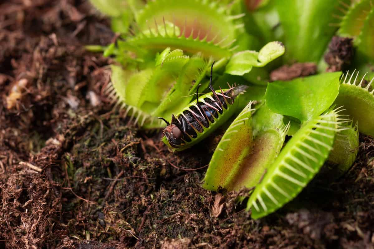 Expand Your Carnivorous Collection: Venus Fly Trap Propagation Simplified