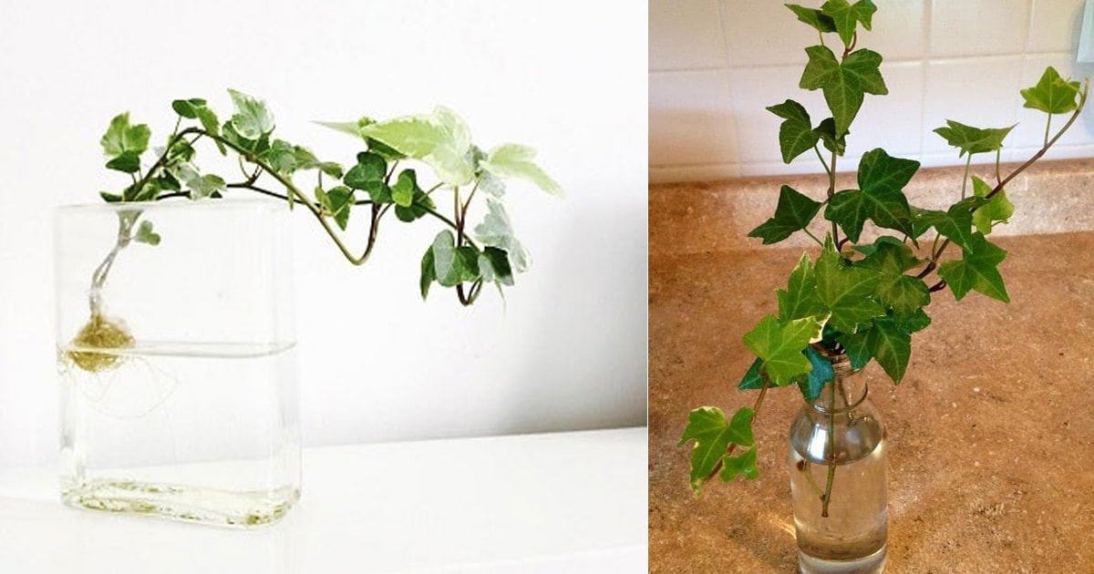 How to Propagate Ivy Quickly and Easily for Stunning Results