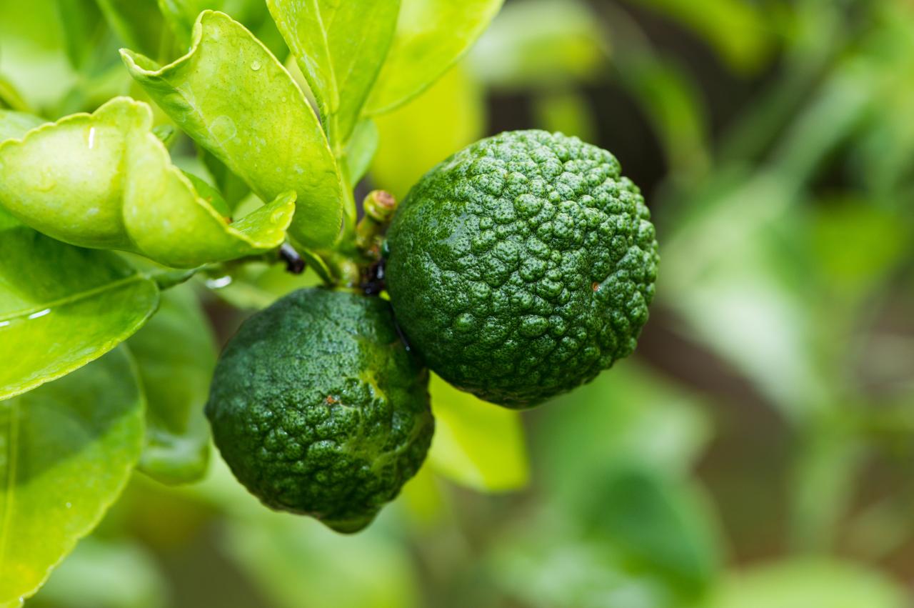 How to Grow Kaffir Lime Leaf at Home: Tips for Fresh and Flavorful Harvests