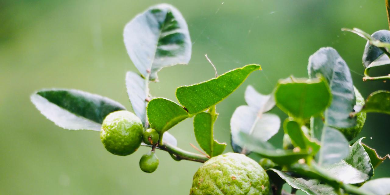 How to Grow Kaffir Lime Leaf at Home: Tips for Fresh and Flavorful Harvests