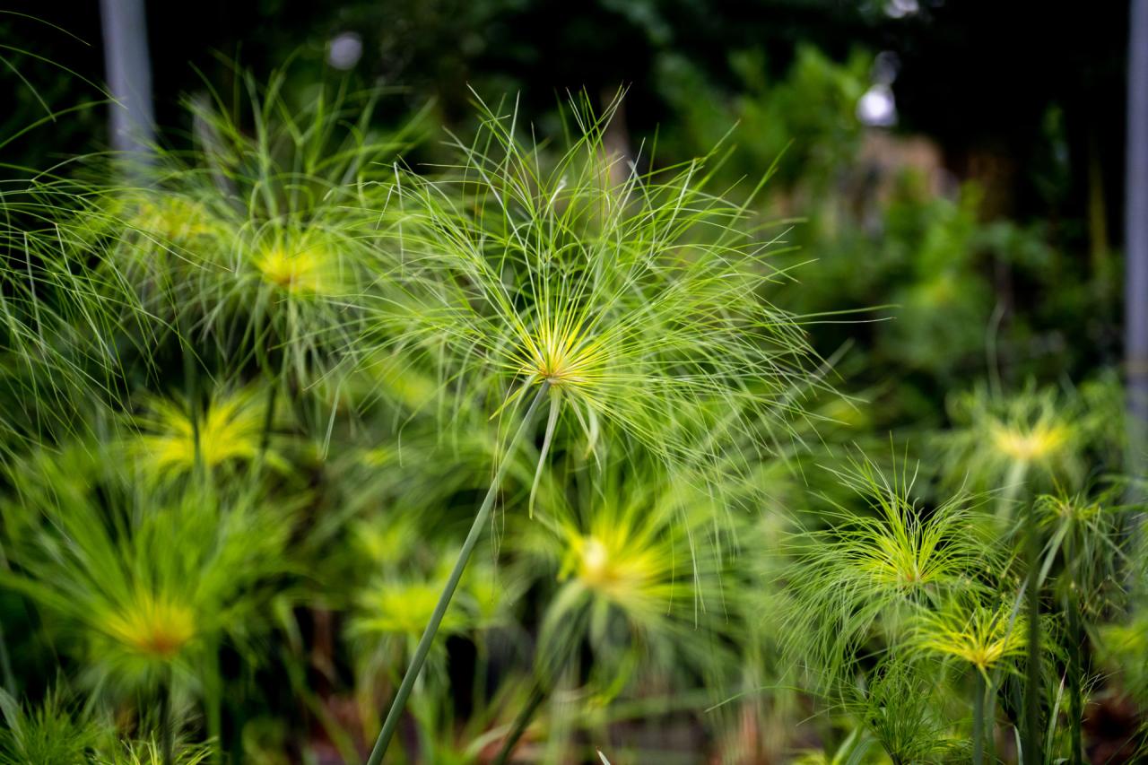 Tropical flowers exotic beautiful garden