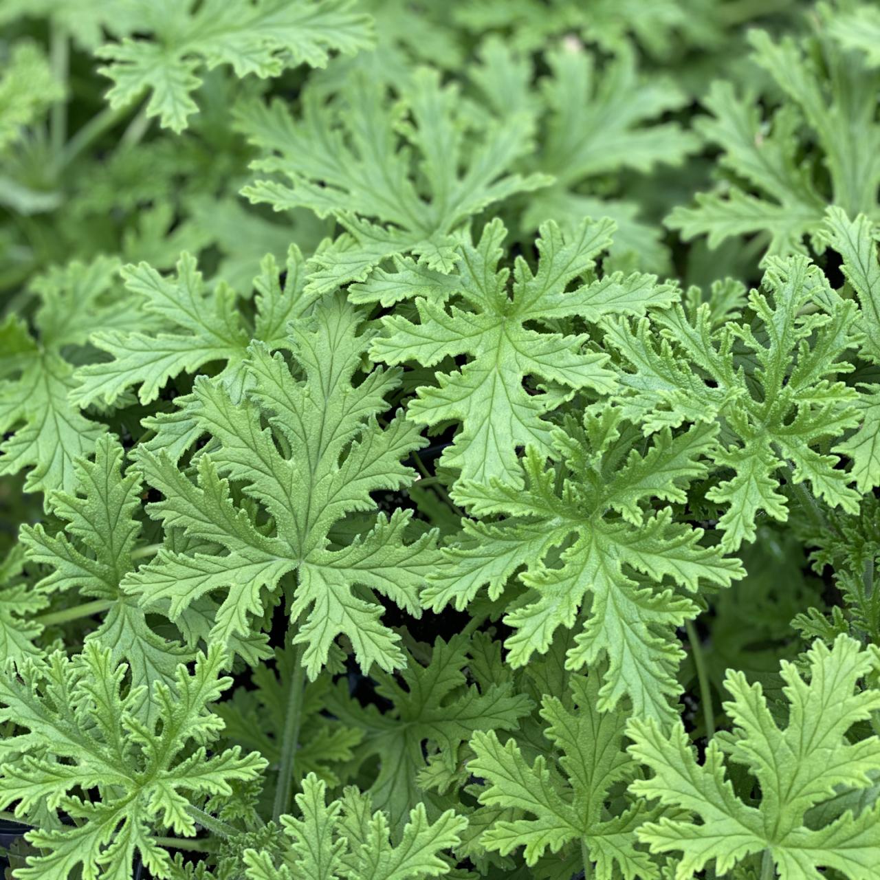 Grow & Use Citronella for Natural Mosquito Control