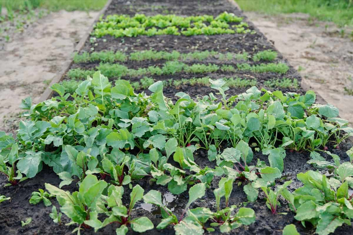 What Not to Grow in Your Raised Garden Beds