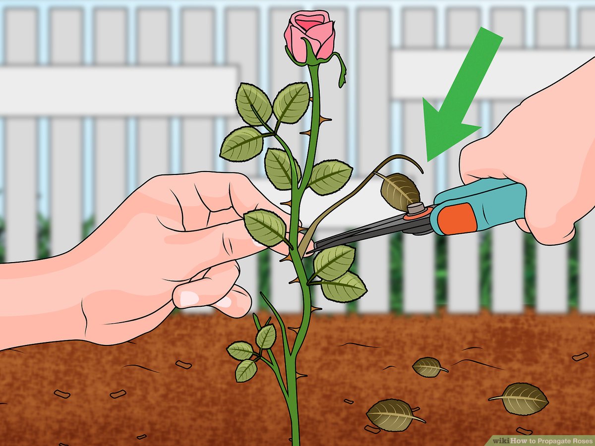 How To Propagate Roses From Cuttings: The Key to a Blossoming Rose Collection