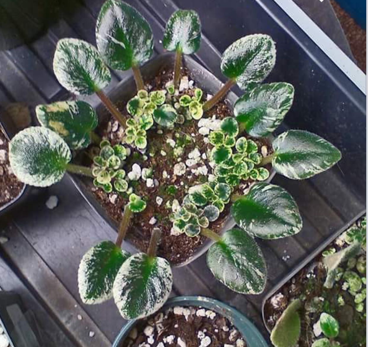 Multiply Your African Violets: Propagation Guide for Beginners