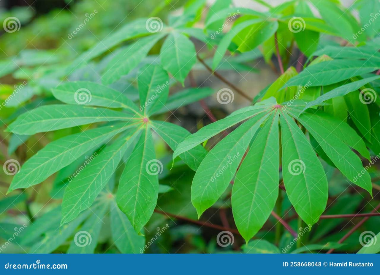 Cassava Leaf Magic: How to Cultivate and Enjoy This Nutritious Green for Optimal Results