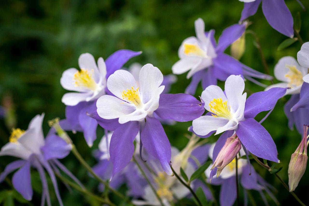 Columbine Plants Success Secrets: How to Achieve Lush Growth