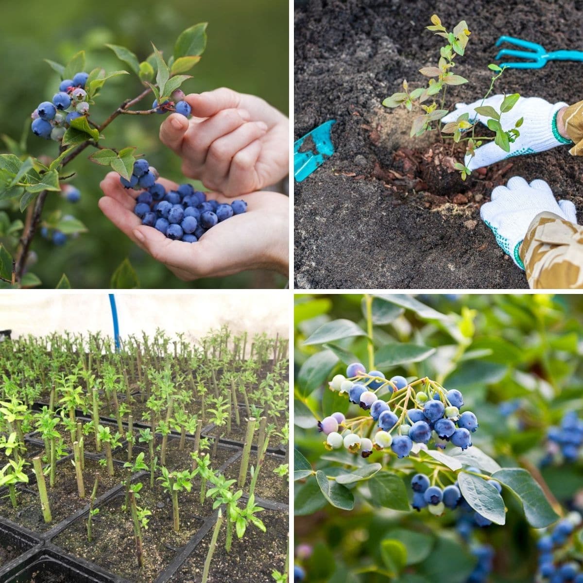 The Complete Guide to Propagating Blueberry Bushes for Beginners