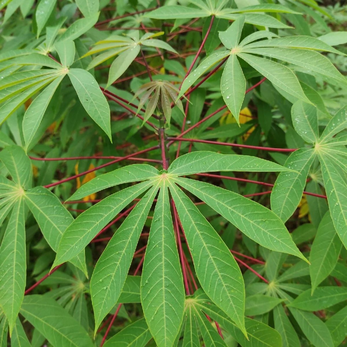 Cassava Leaf Benefits: How to Incorporate This Nutritious Ingredient into Your Diet