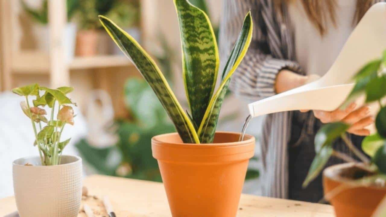 How Much Water Does a Snake Plant Really Need?