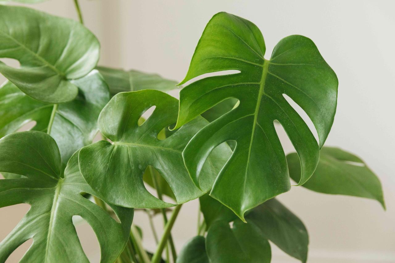 The Most Durable Large Indoor Plants for Busy Households