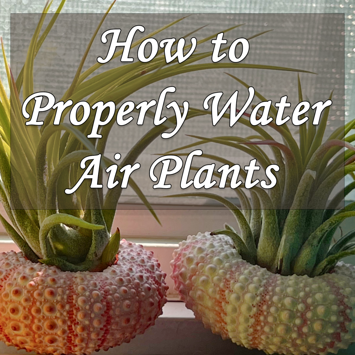 The Perfect Water Temperature for Air Plants