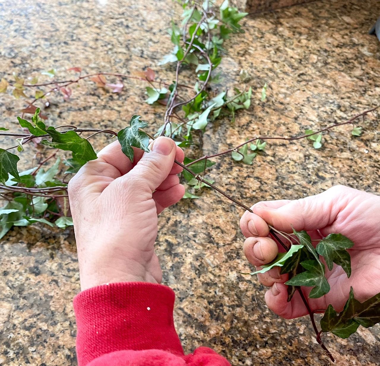 How to Propagate Ivy Quickly and Easily for Stunning Results