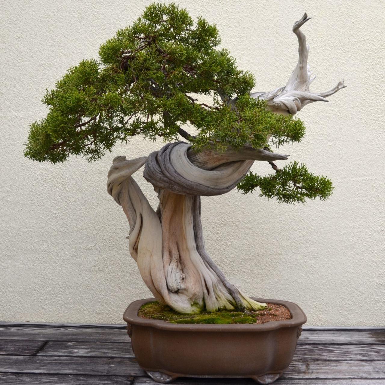 Juniper Bonsai: A Guide to Growing and Caring for These Resilient Trees