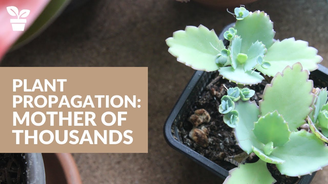 How to Easily Propagate Mother of Thousands: Tips from the Experts