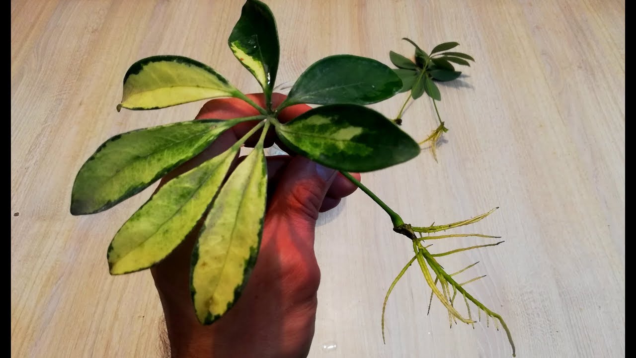 Grow New Schefflera Plants from Cuttings: A Simple Guide