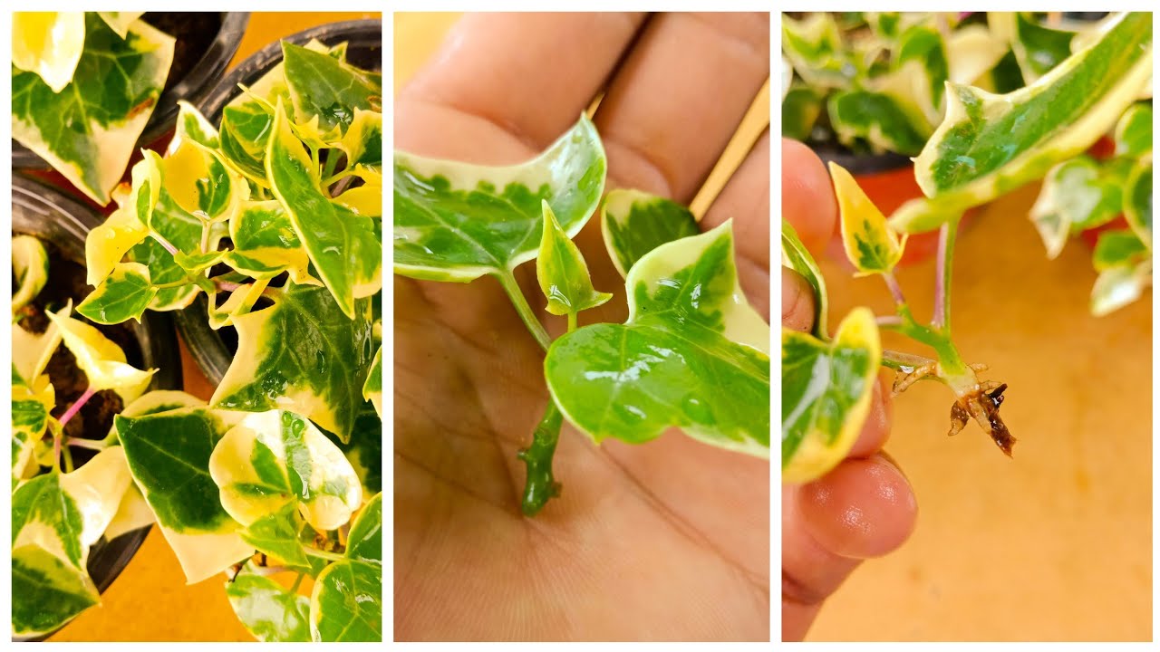 How to Propagate Ivy Quickly and Easily for Stunning Results