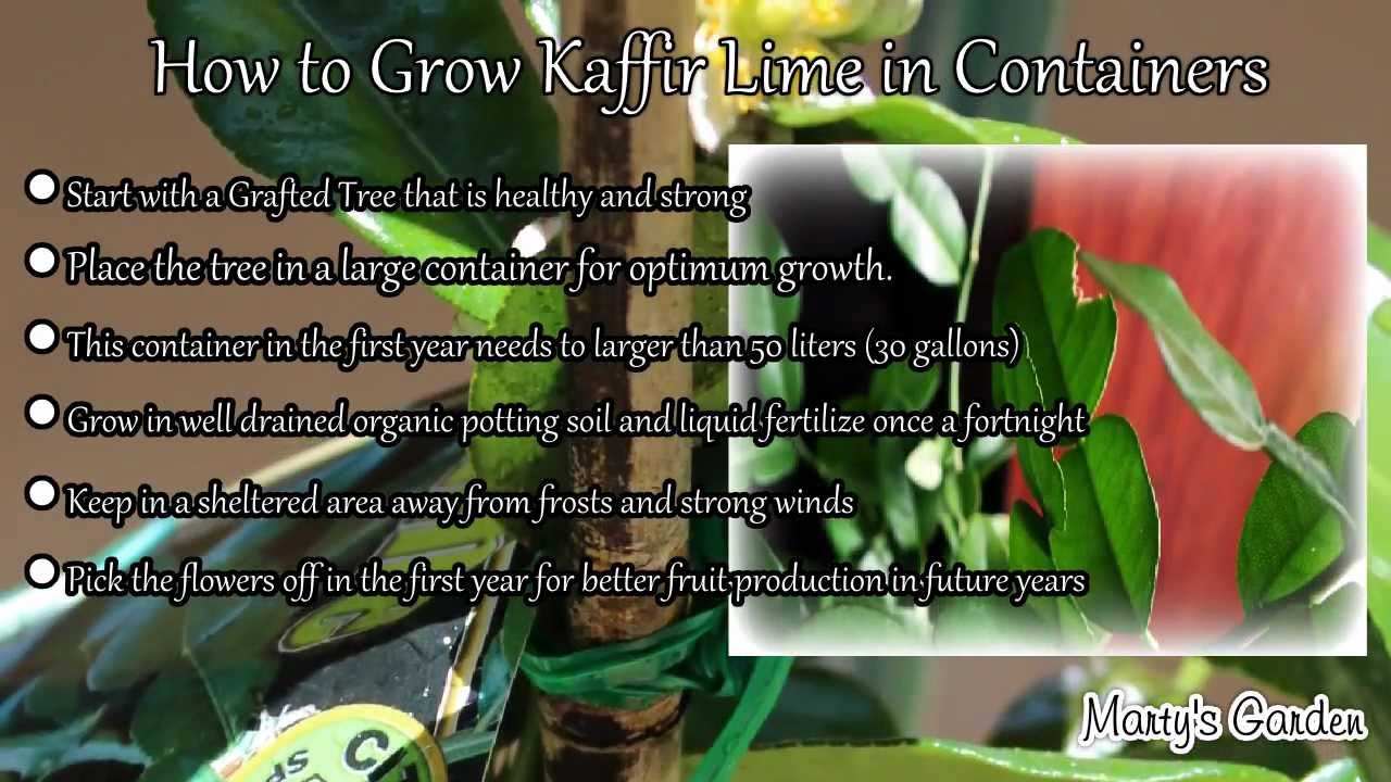 Kaffir seedling