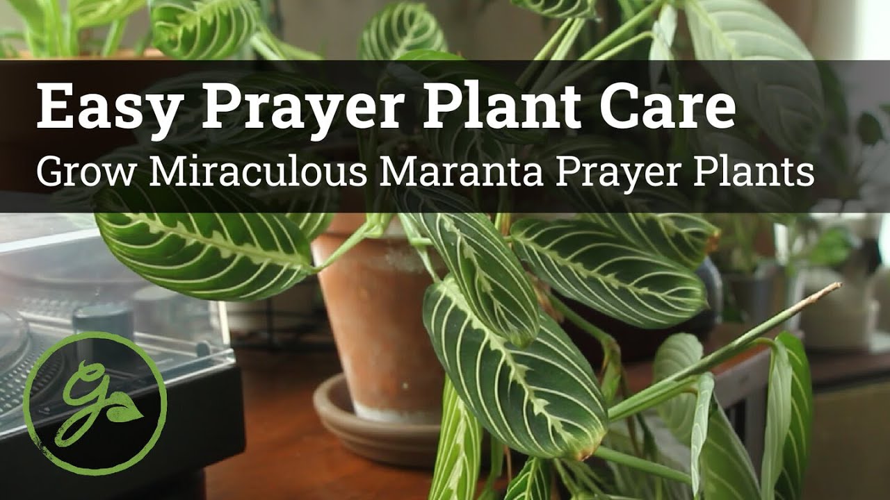 Master the Art: How To Propagate Prayer Plant for Thriving Indoor Gardens