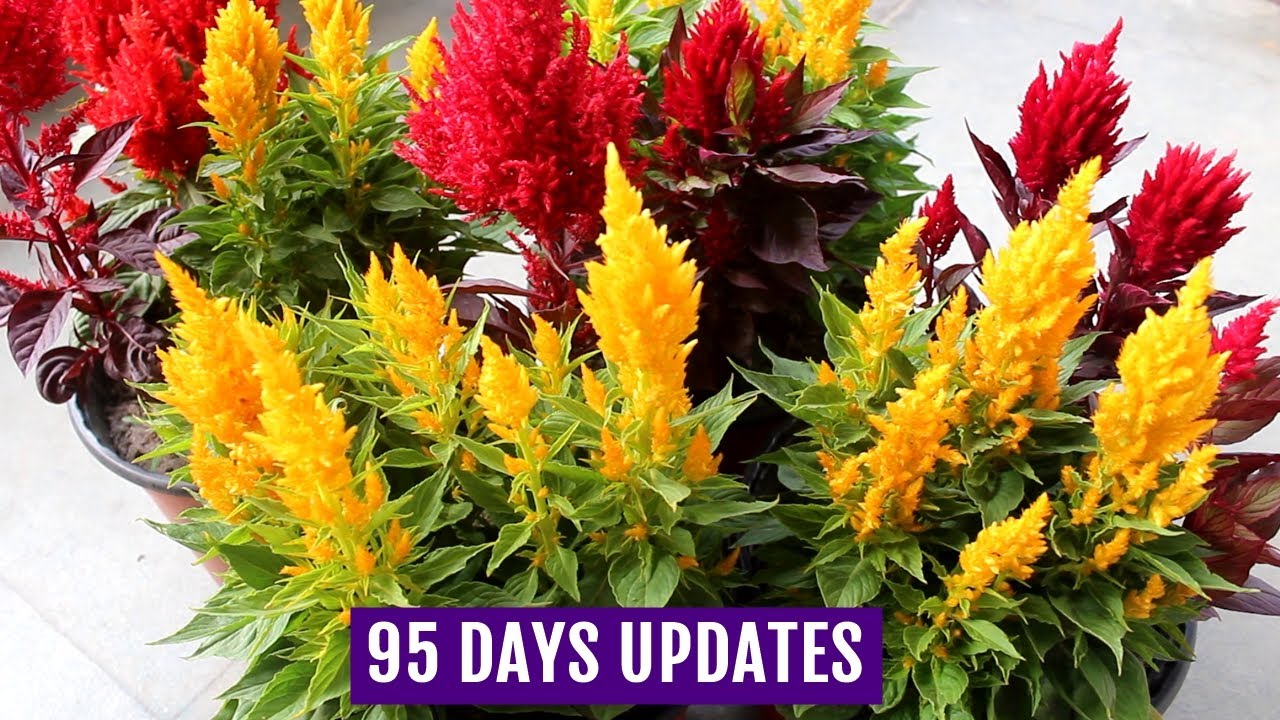 The Most Common Celosia Plant Care Problems And Solutions