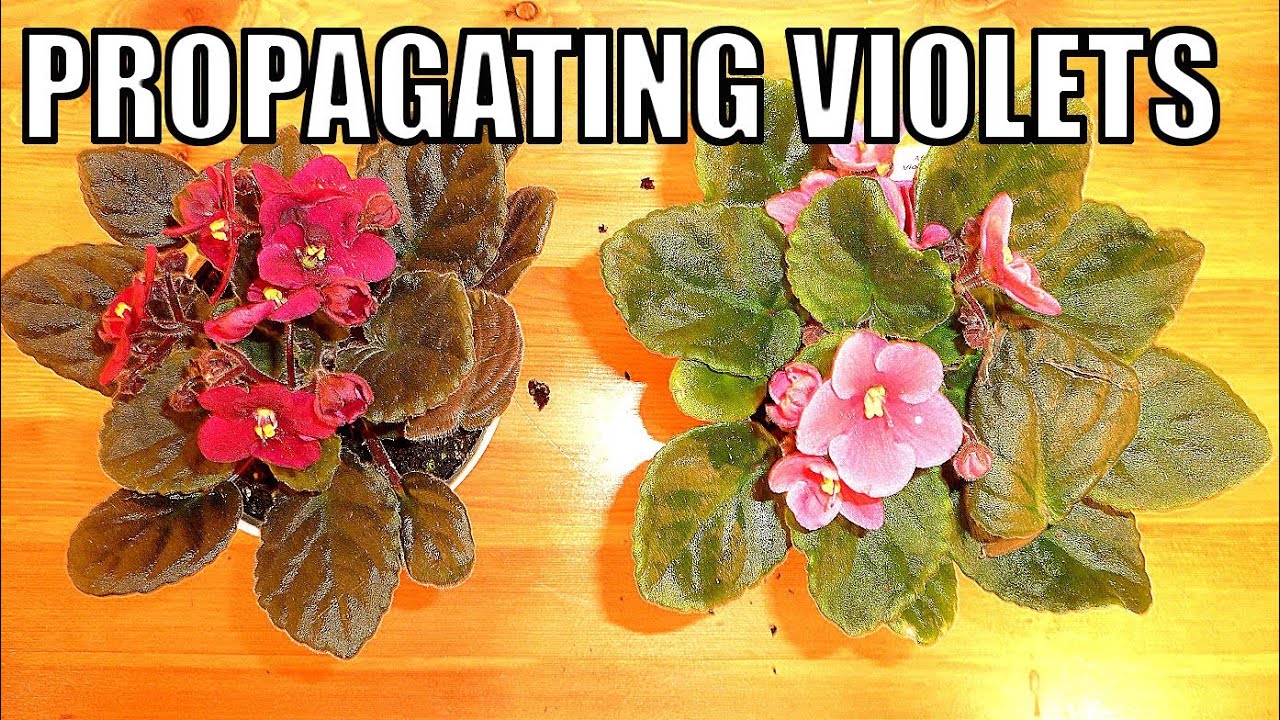 Multiply Your African Violets: Propagation Guide for Beginners