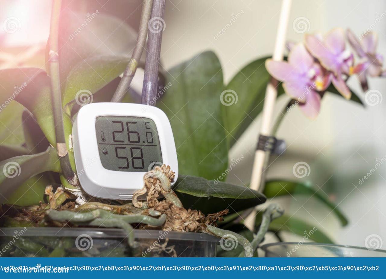 The Perfect Water Temperature for Air Plants